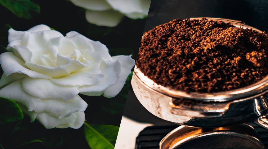 Are coffee grounds useful for gardenias